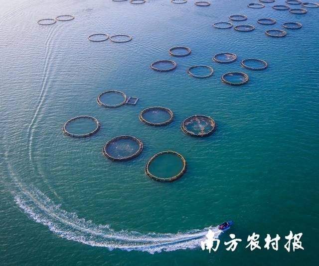 湛江金鲳鱼深海网箱养殖 湛江金鲳鱼深海网箱养殖