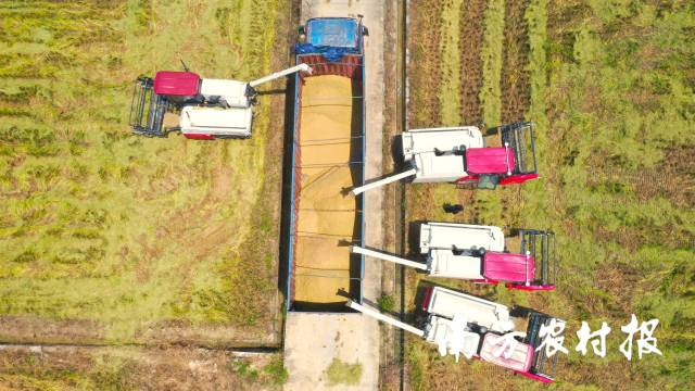 default 南方农村报 叶香玲 拍摄