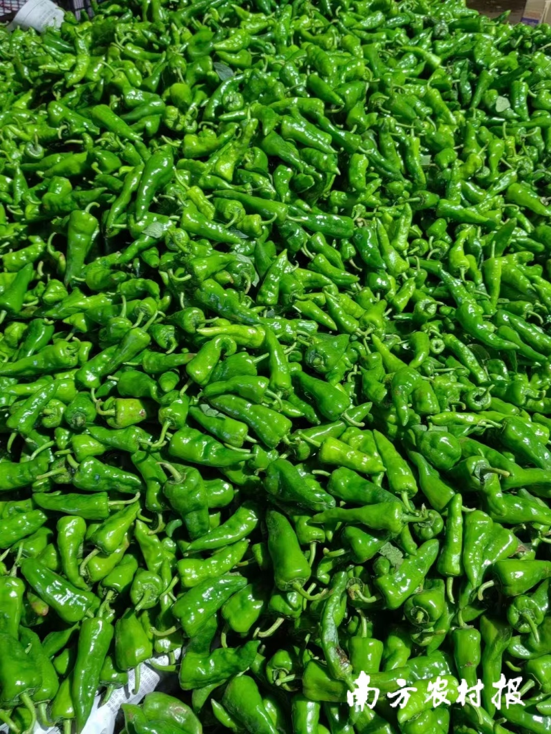 徐闻县辣椒行情止跌回温后，市场销量扩大。.jpg