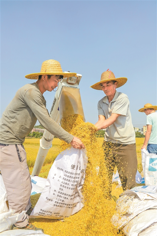 在广州市从化区,农民正收割晚稻 (资料图).jpeg