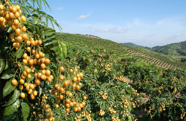 郁南无核黄皮。 图片