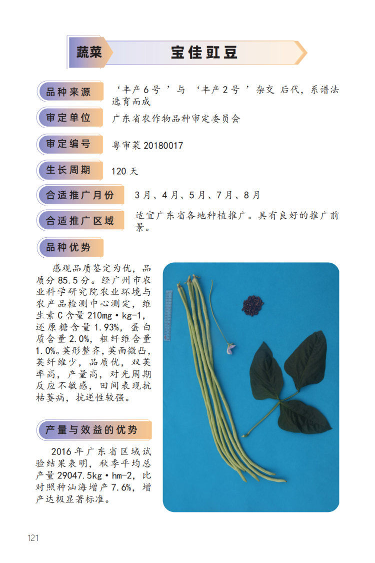 2023年主导品种:宝佳豇豆-1.png