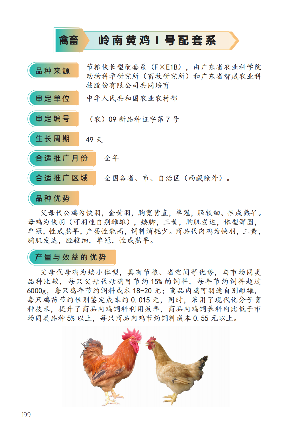 岭南黄鸡 I 号配套系-1.png