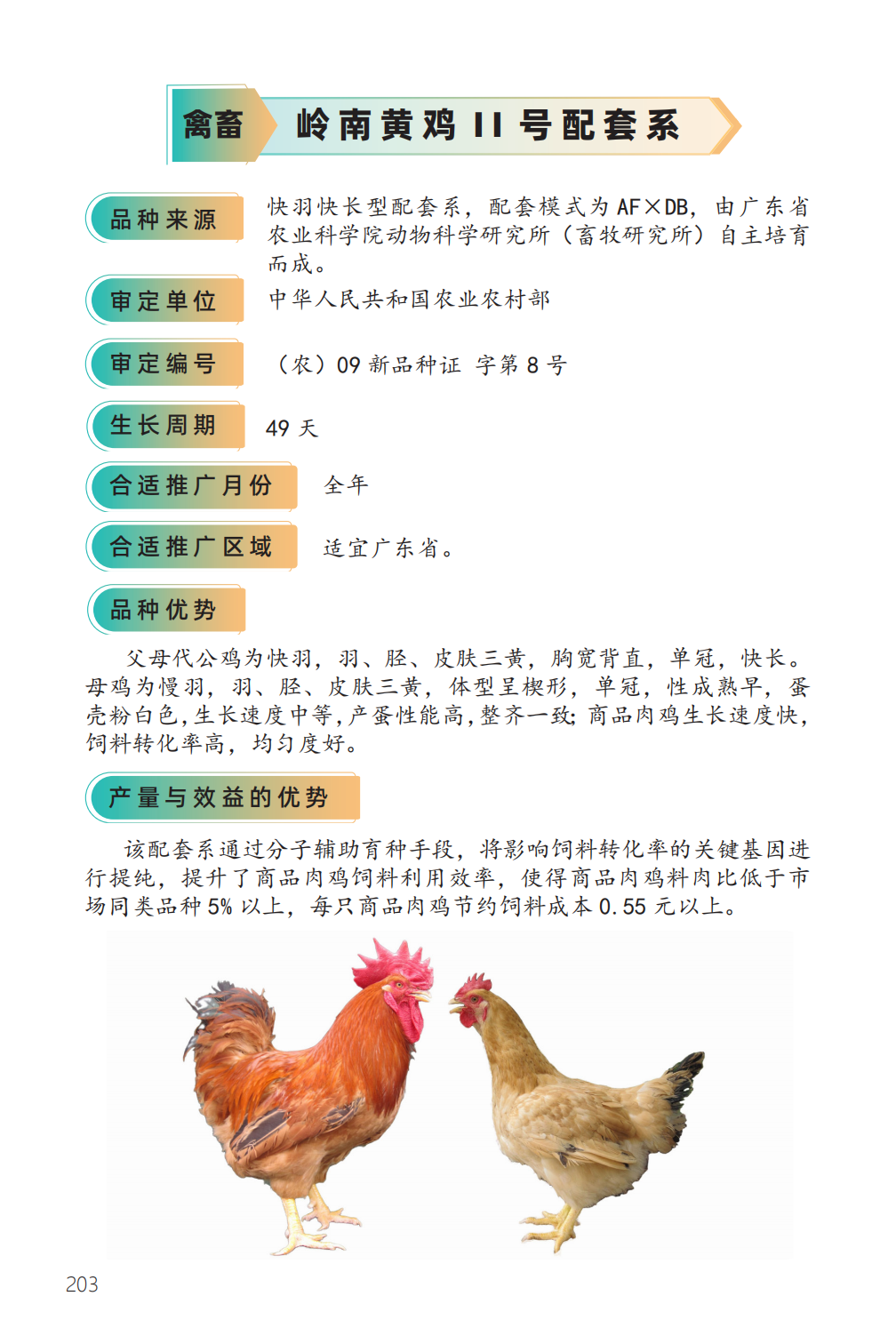 岭南黄鸡 II 号配套系-1.png