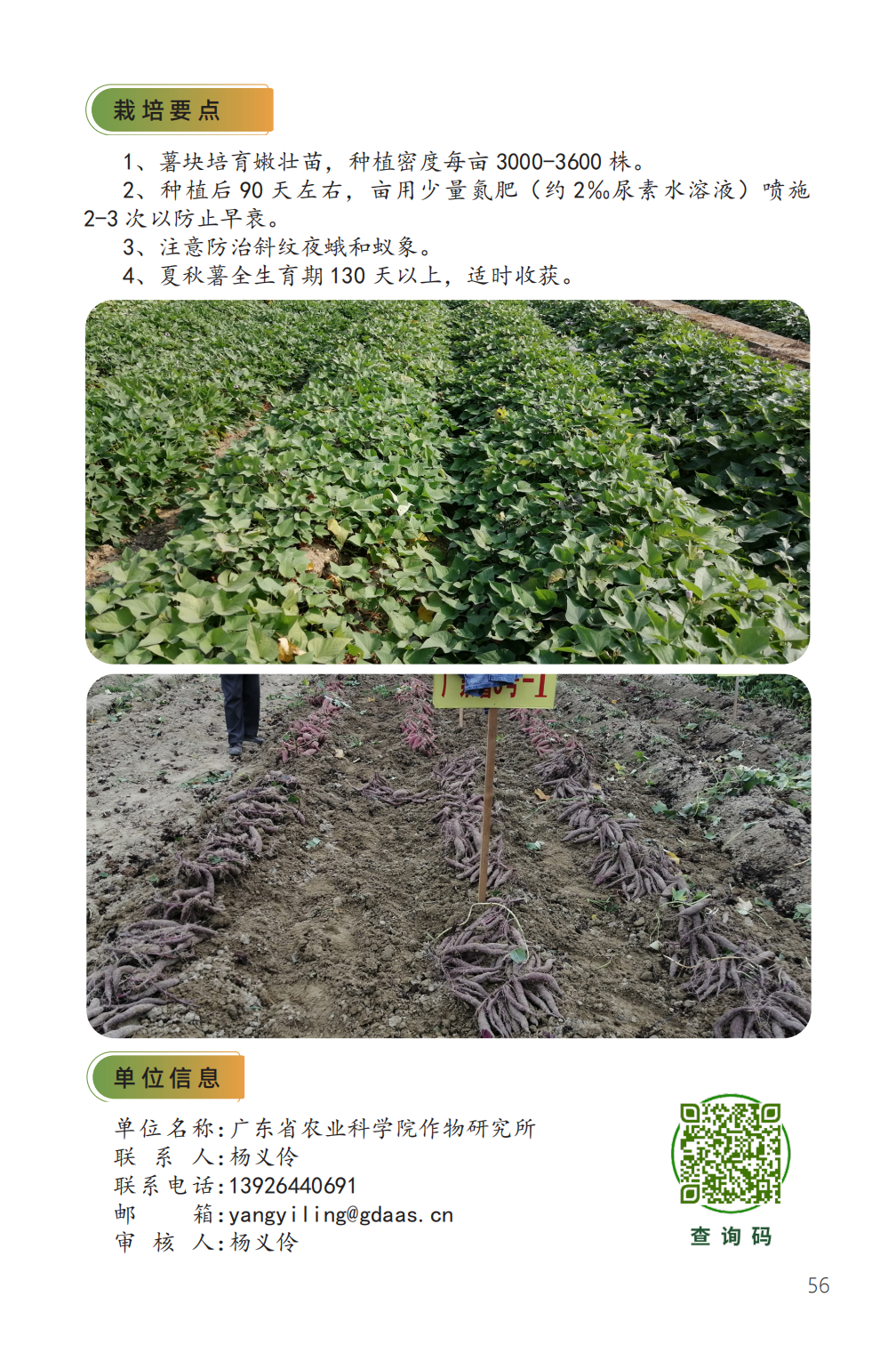 广紫薯 8 号-2.png