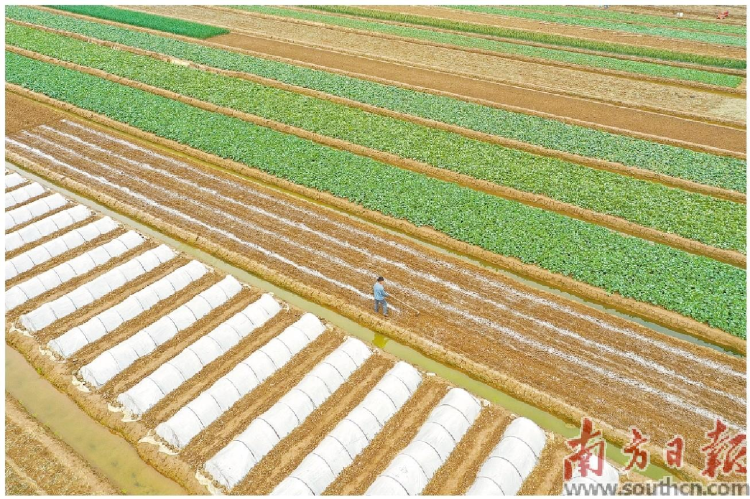 珠海金湾的农田里,一幅万物复苏的景象正徐徐展开。