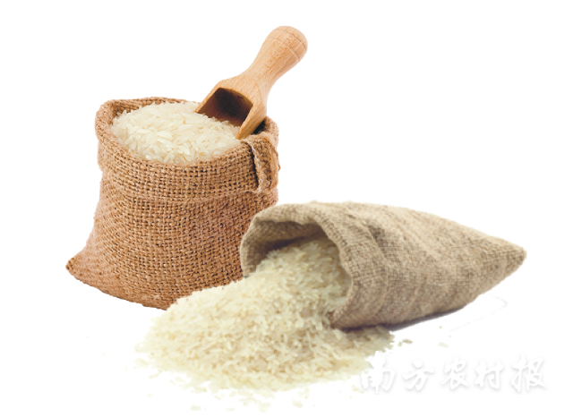 罗定稻米粒粒如玉。 罗定稻米粒粒如玉。