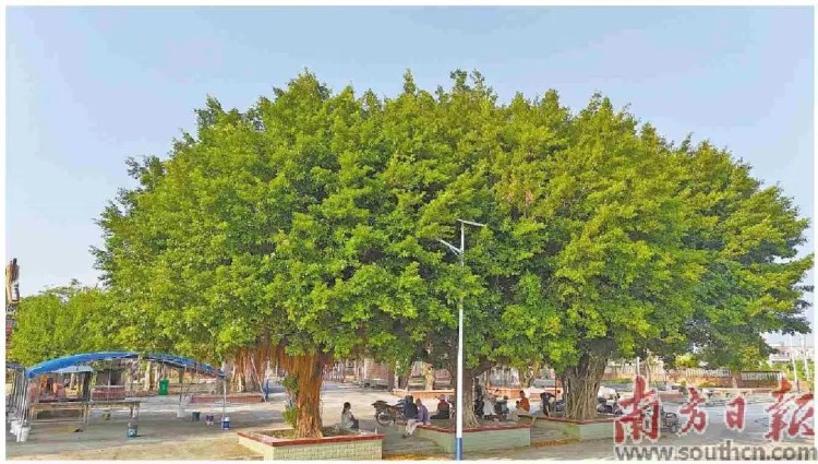 闲暇时,村民在村内的大树下乘凉。