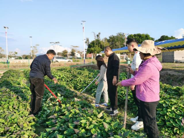 工作队联合省农科院、华南农业大学科研团队,向义合镇捐赠了番薯苗,在7个村民小组开展试验种植。 工作队联合省农科院、华南农业大学科研团队,向义合镇捐赠了番薯苗,在7个村民小组开展试验种植。