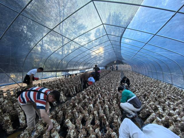 游客体验香菇采摘