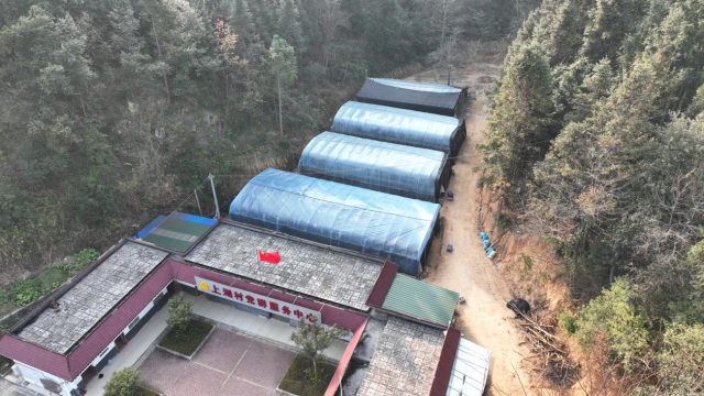 在上湖村党群服务中心的后方矗立着四座种植大棚，里面种上了15000棒香菇。