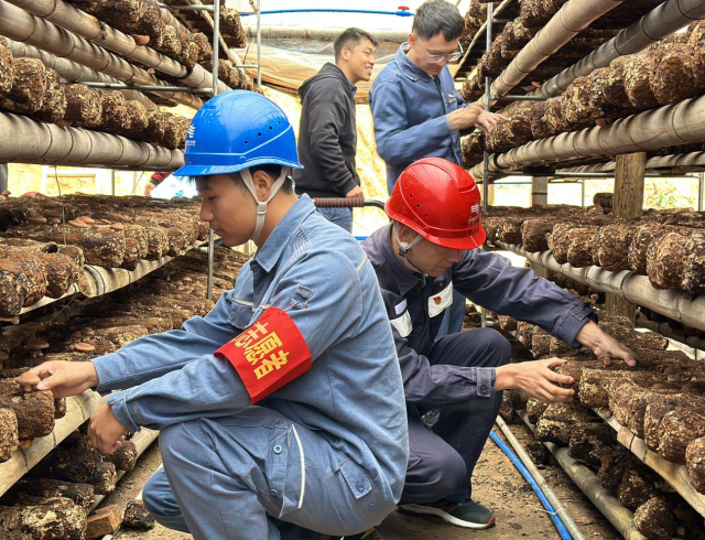  韶关南雄市邓坊镇上湖村的香菇种植大棚。