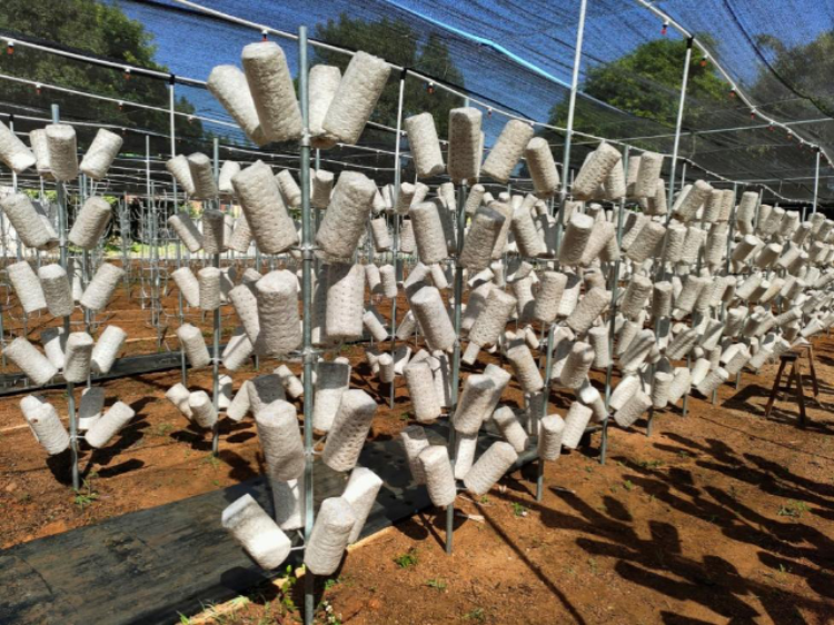 黑木耳“树栽”种植基地内部，菌棒为样品