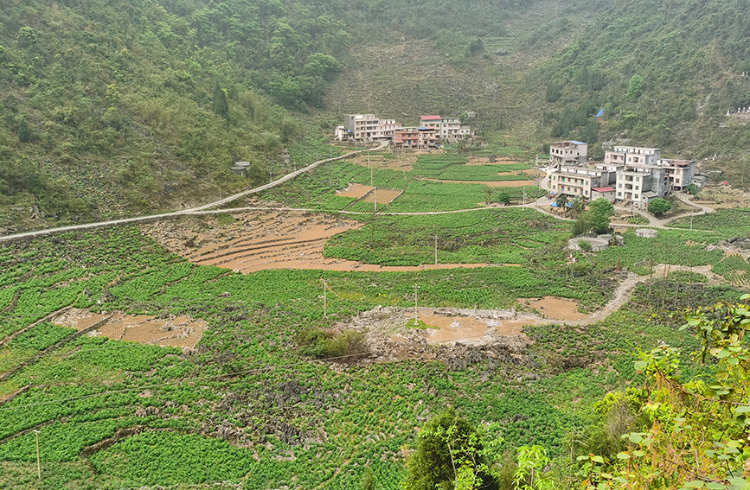 隆明村的粤桂帮扶桑蚕产业示范基地桑园。东兰县融媒体中心供图