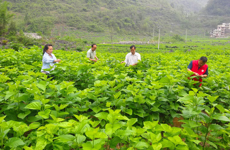 驻村工作队员和村民一起打理桑园。东兰县融媒体中心供图