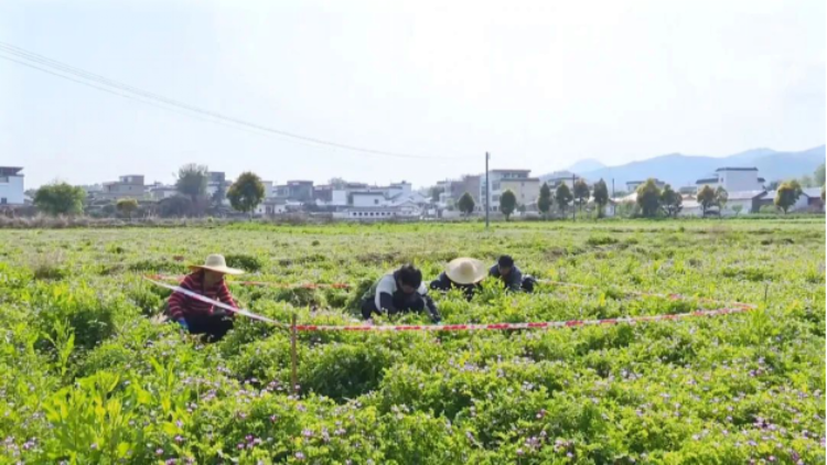 南雄紫云英测产现场