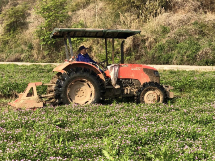 紫云英翻压还田