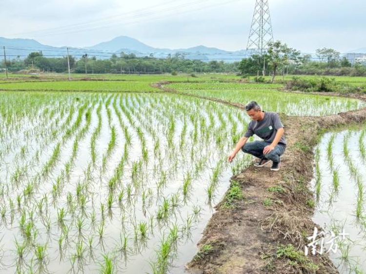 全安镇河塘村水稻种植户邱大海正在查看他的水稻秧苗。