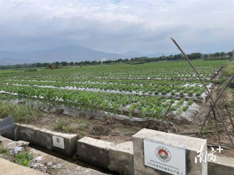 酸性治理有效降低花生空壳、瘪粒发生率。