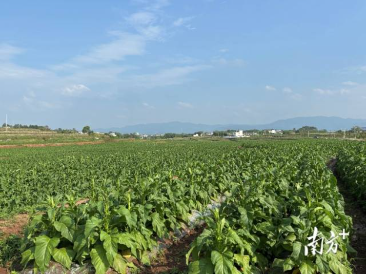 珠玑镇主要的经济作物是黄烟，开展稻烟轮作，主推“改良剂+秸秆还田”的技术模式。