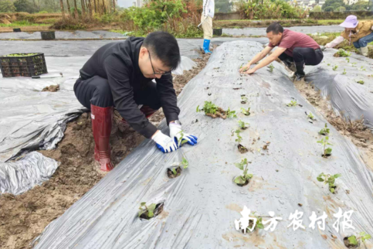 工作队员、村“两委”干部与群众齐种仙草