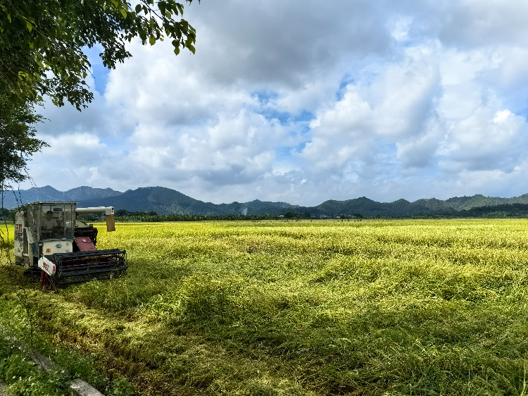收割机在抢收倒伏的水稻。肇庆市融媒体中心记者 杨丽娟 摄
