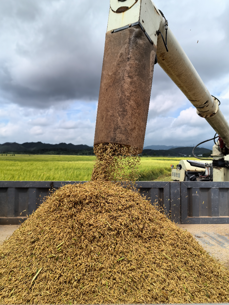 收割机在抢收倒伏的水稻。肇庆市融媒体中心记者 杨丽娟 摄