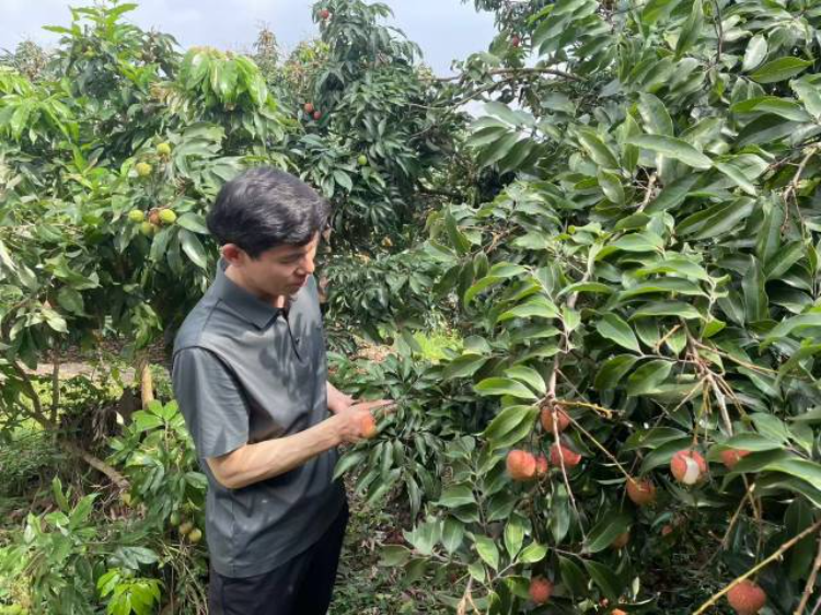 驻湛江廉江市青平镇帮镇扶村工作队联合科技特派员团队，多次到种植园调研荔枝生长情况。受访者供图