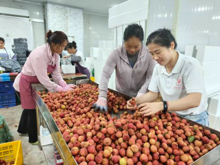 在驻茂名高州市曹江镇帮镇扶村工作队的助力下，曹江镇建成2万立方米的冷链加工中心，引入国内首创AI分拣系统。受访者供图