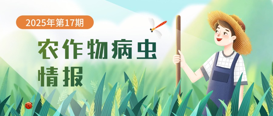 农作物病虫情报（2025年第17期）：警惕晚稻后期褐飞虱暴发为害