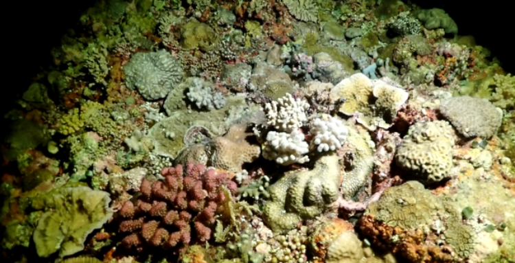 要从数之不尽的天然产物中筛取研发治疗特定疾病的药物,无异于大海捞针。